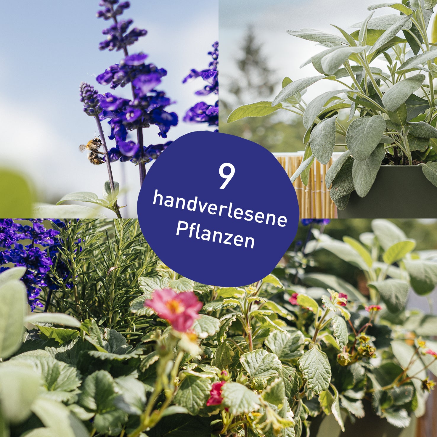 Blumenkasten Animal Lover mit handverlesenen Pflanzen in Gärtner-Qualität