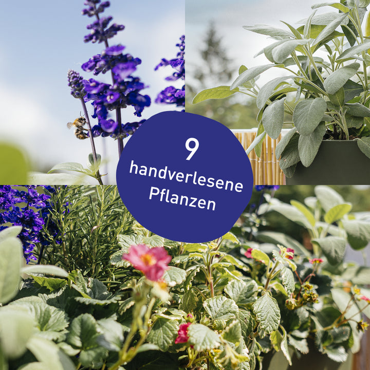 weihrauch blumenkasten Balkonbox Animal Lover kaufen