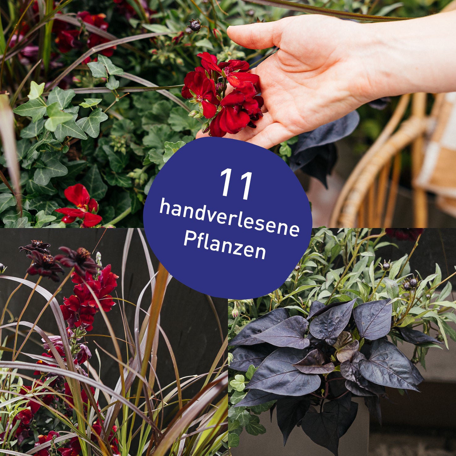 Blumenkasten Dark Bloom mit handverlesenen Pflanzen in Gärtner-Qualität
