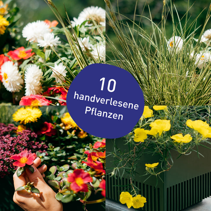 Blumenkasten Desert Dream mit handverlesenen Pflanzen in Gärtner-Qualität