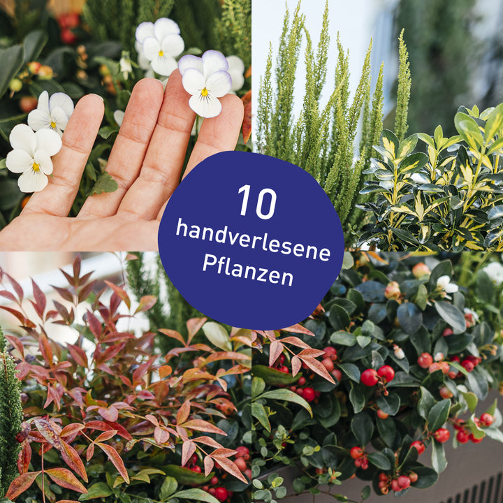 Blumenkasten Evergreen Elegance mit handverlesenen Pflanzen in Gärtner-Qualität