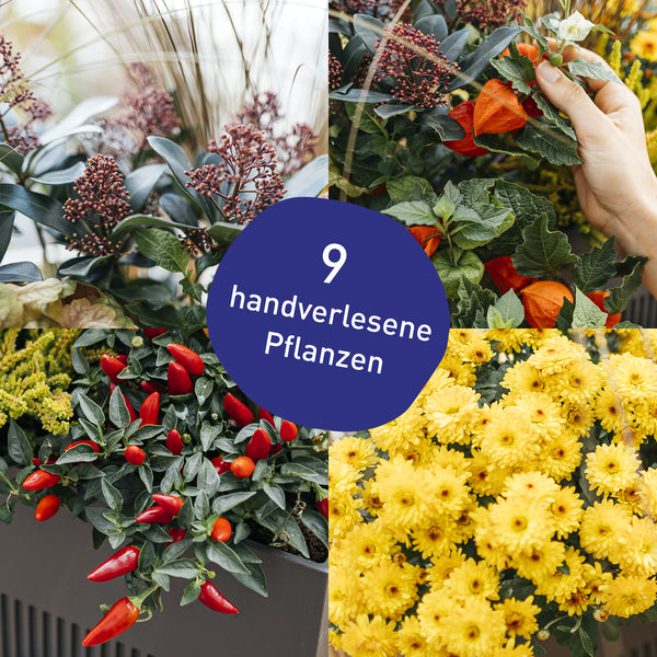 Blumenkasten Golden Fall mit handverlesenen Pflanzen in Gärtner-Qualität