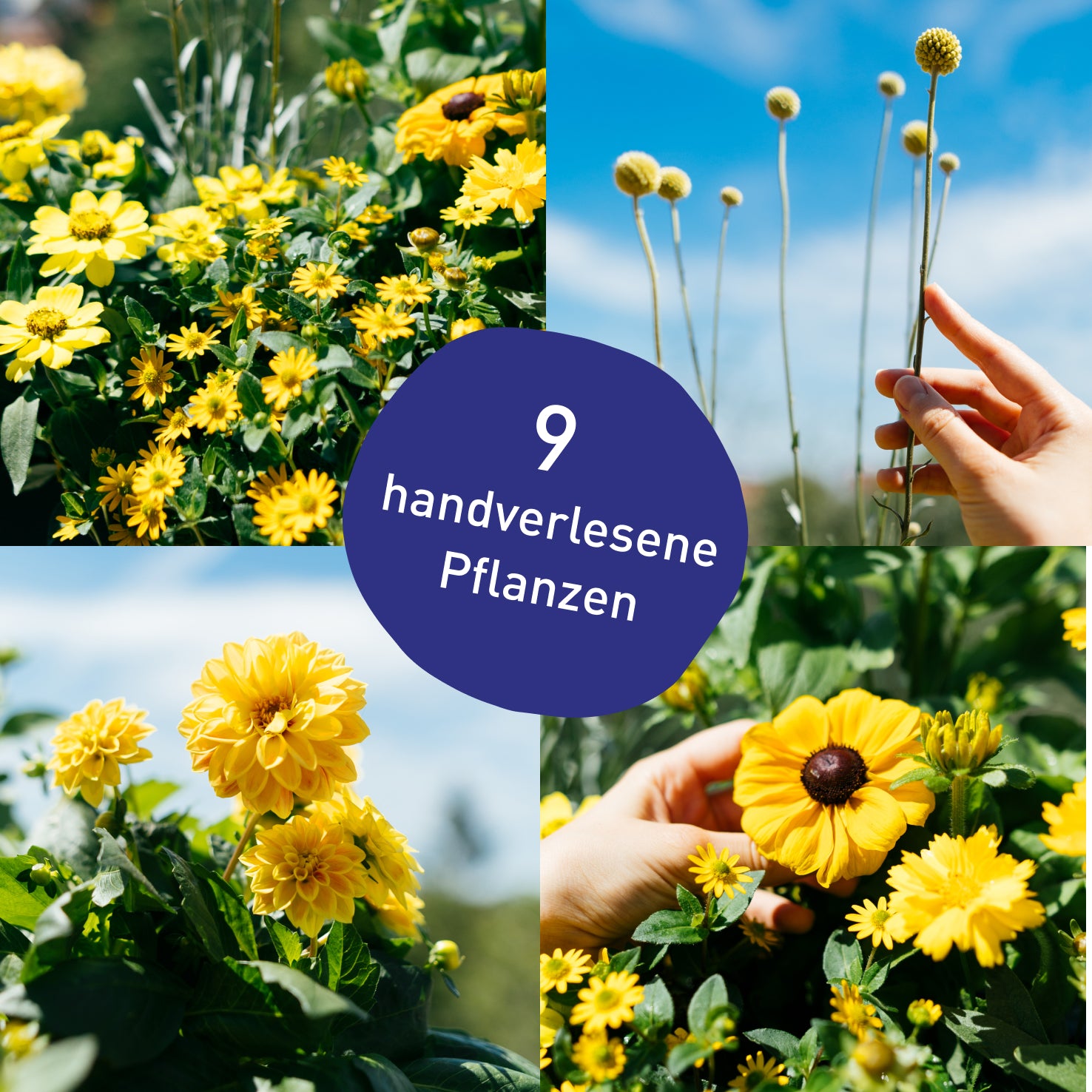 Blumenkasten Golden Glow mit handverlesenen Pflanzen in Gärtner-Qualität