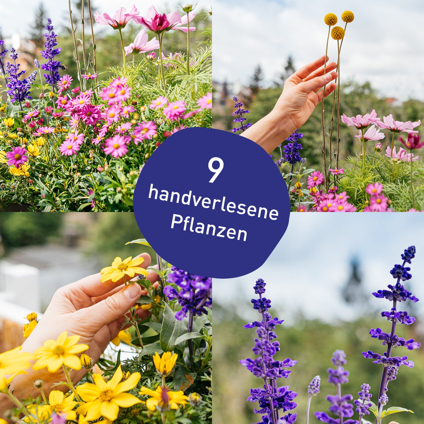 Blumenkasten Happy Bee mit handverlesenen Pflanzen in Gärtner-Qualität