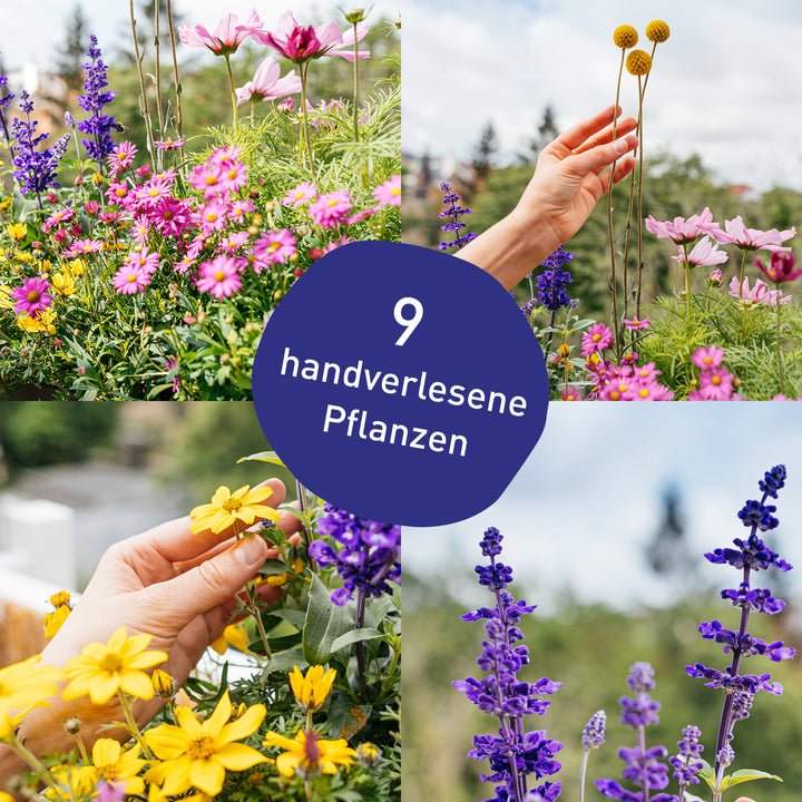 Blumenkasten Happy Bee mit handverlesenen Pflanzen in Gärtner-Qualität