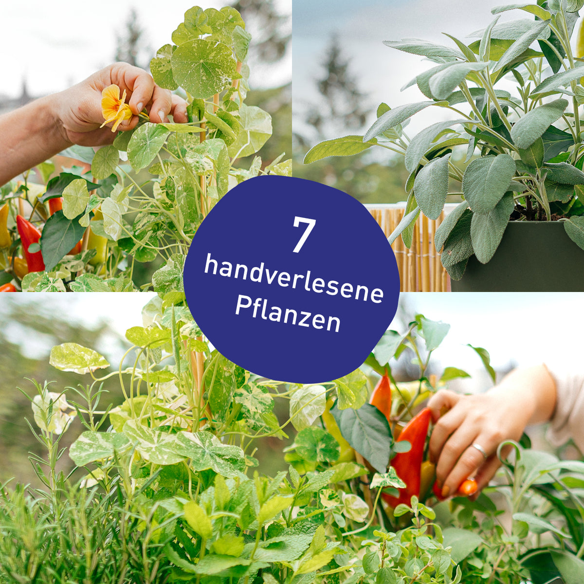 Blumenkasten Homegrown mit handverlesenen Pflanzen in Gärtner-Qualität