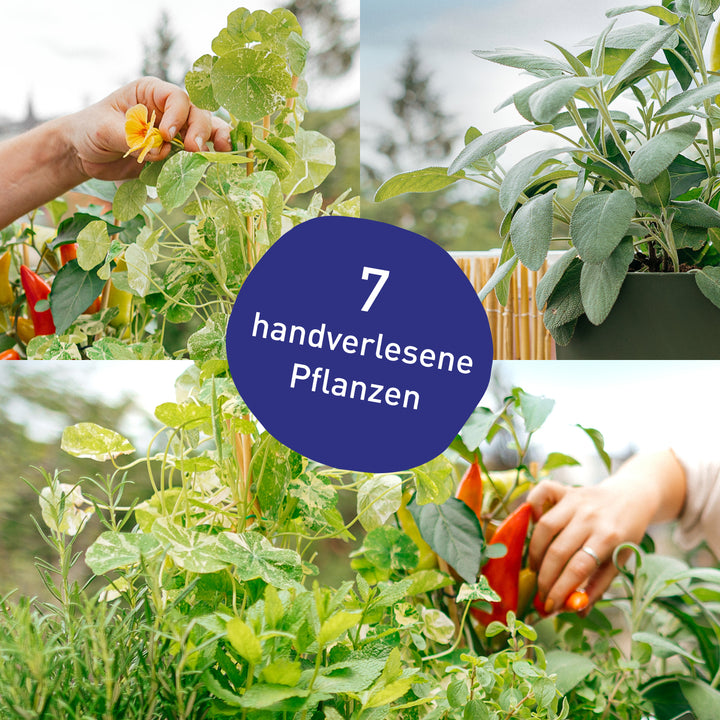 Blumenkasten Homegrown mit handverlesenen Pflanzen in Gärtner-Qualität