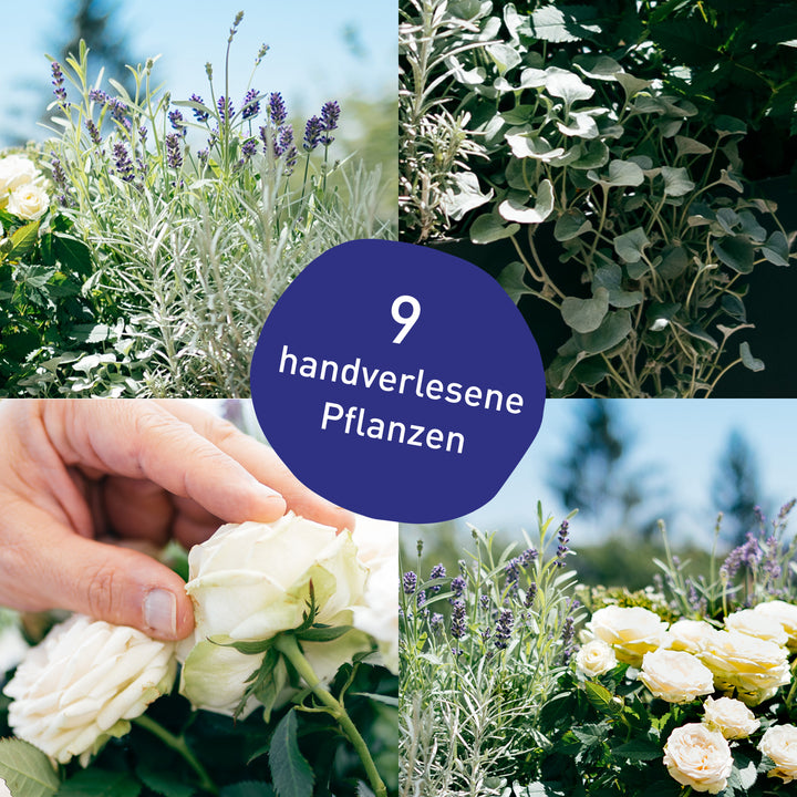 Blumenkasten Lavender Love mit handverlesenen Pflanzen in Gärtner-Qualität
