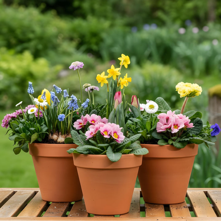 Blumenkasten Pastel Dreams mit handverlesenen Pflanzen in Gärtner-Qualität