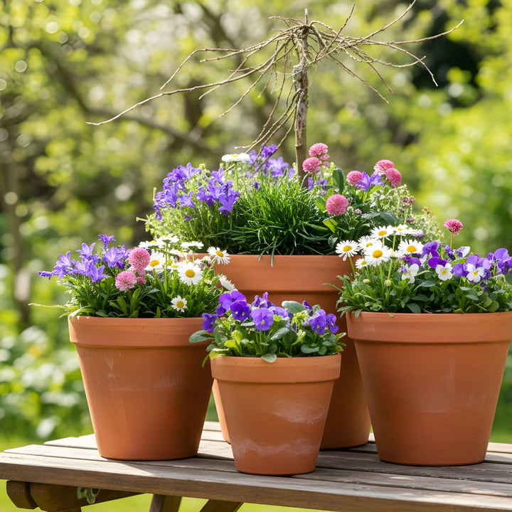 Blumenkasten Pet Paradise mit handverlesenen Pflanzen in Gärtner-Qualität