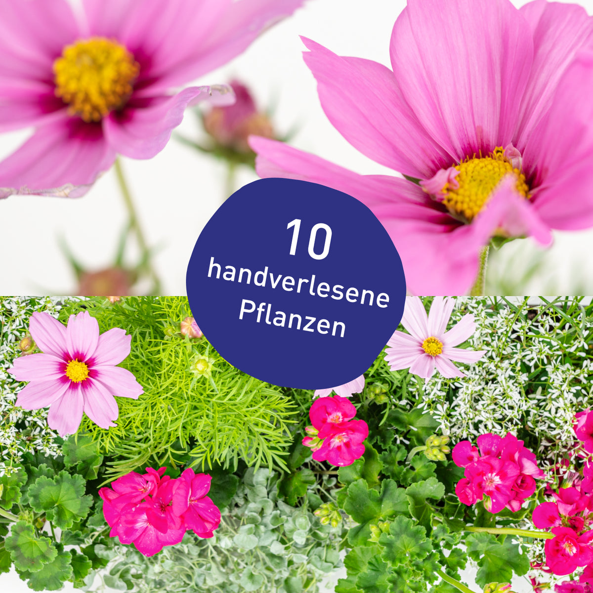 Blumenkasten Pink Paradise mit handverlesenen Pflanzen in Gärtner-Qualität