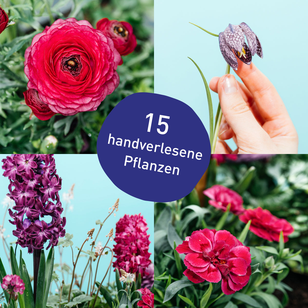 Blumenkasten Rosy Kiss mit handverlesenen Pflanzen in Gärtner-Qualität
