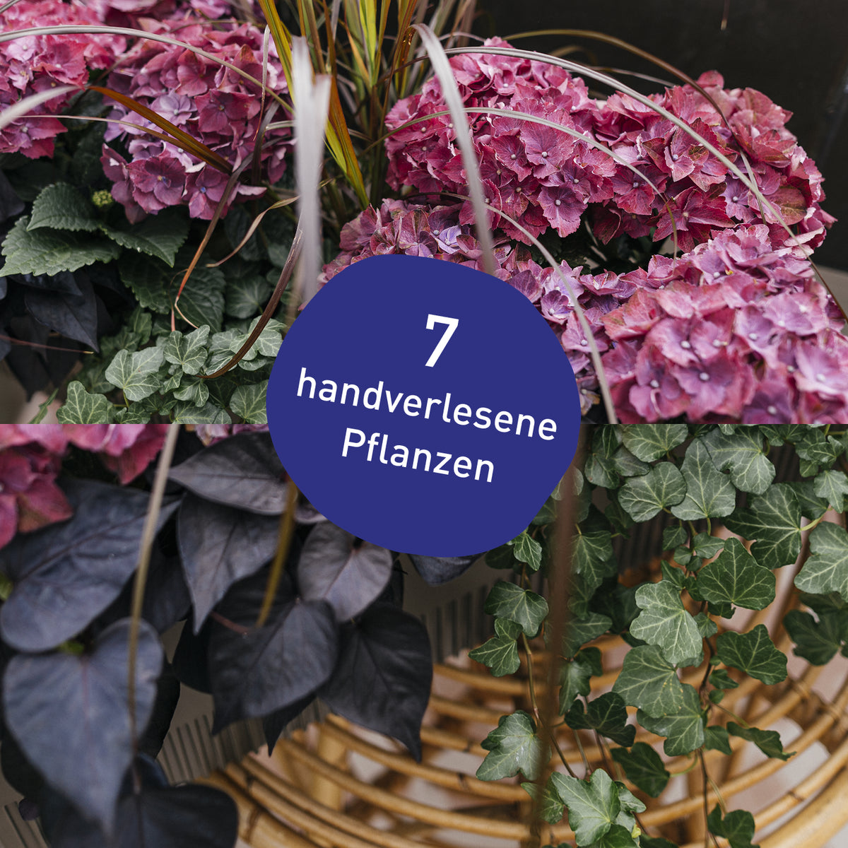 Blumenkasten Rosy Velvet mit handverlesenen Pflanzen in Gärtner-Qualität