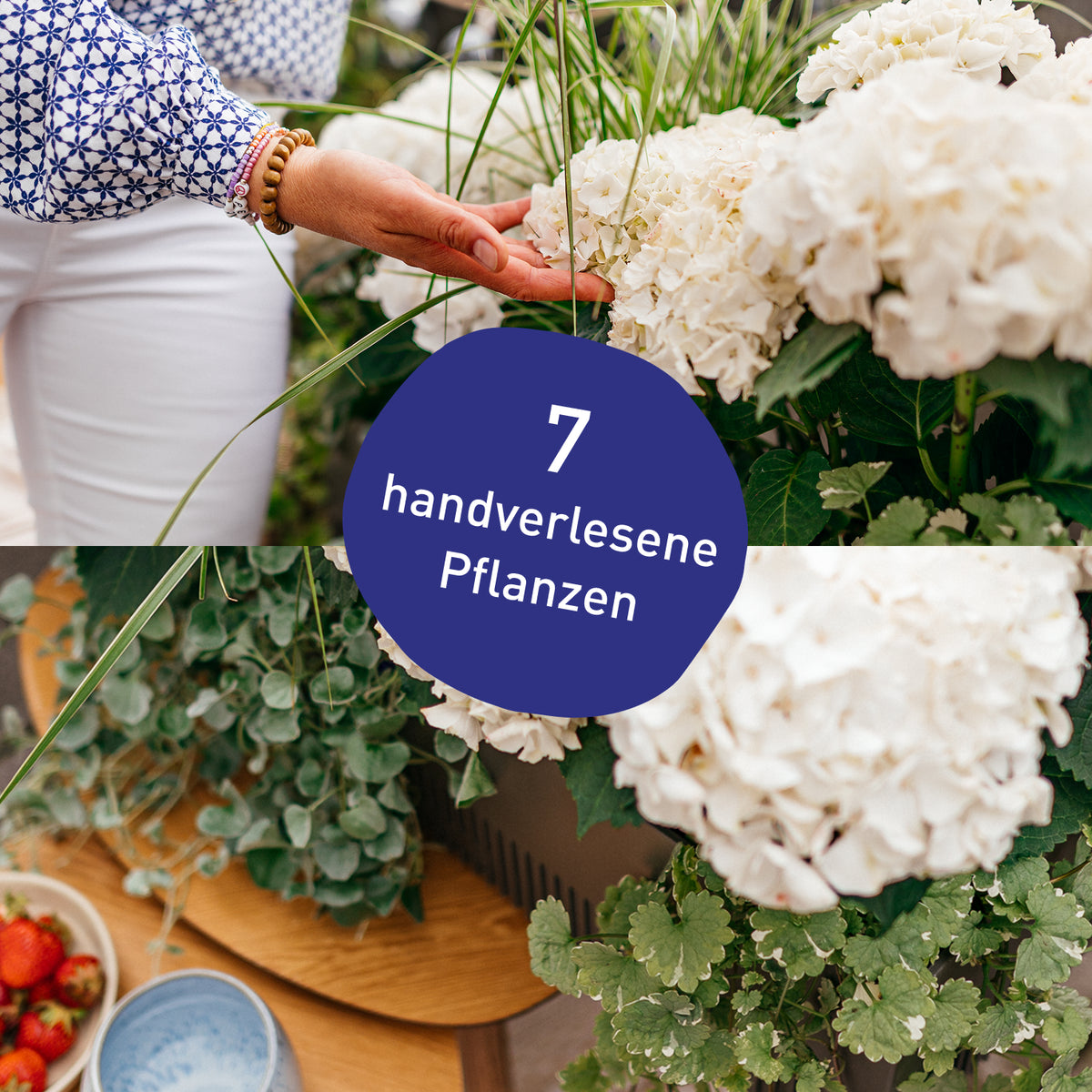 Blumenkasten Royal White mit handverlesenen Pflanzen in Gärtner-Qualität