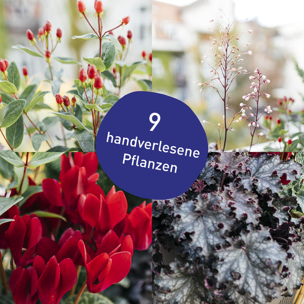Blumenkasten Ruby Red mit handverlesenen Pflanzen in Gärtner-Qualität