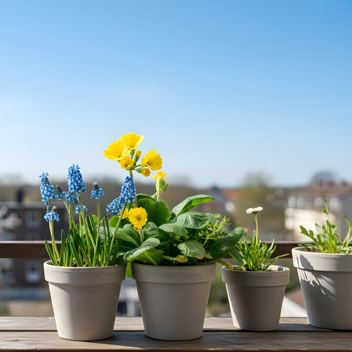 Blumenkasten Spring Breeze mit handverlesenen Pflanzen in Gärtner-Qualität