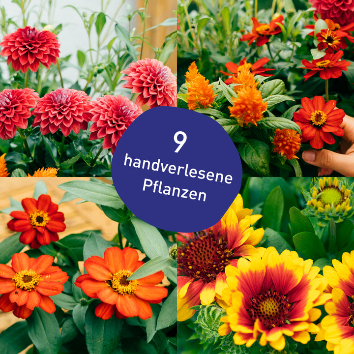 Blumenkasten Summer Sunset mit handverlesenen Pflanzen in Gärtner-Qualität