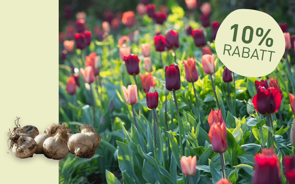 10% Störer auf rosa und roten Tulpen