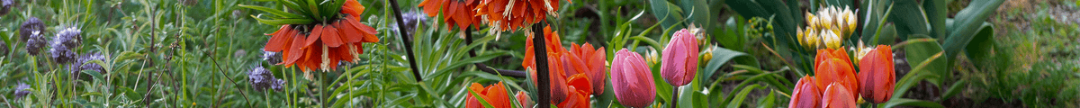 Blumenzwiebel-Beete