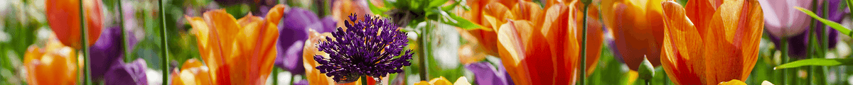 Blumenzwiebel-Highlights