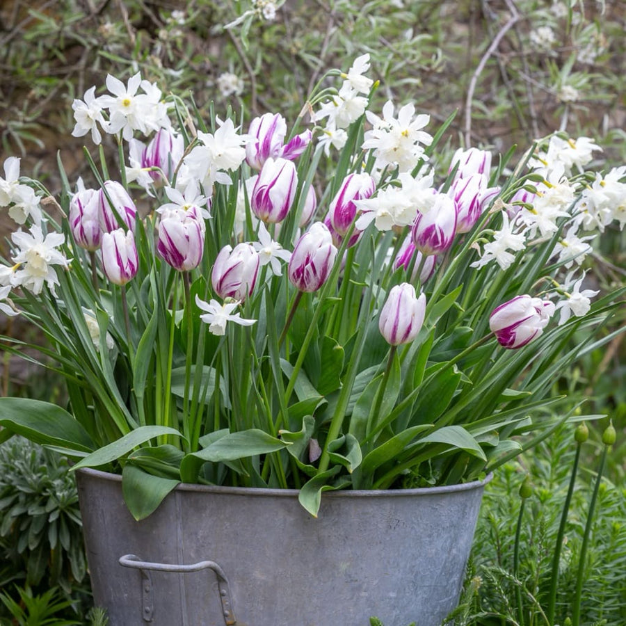 Blumenzwiebel-Kollektion 'Folk Story'