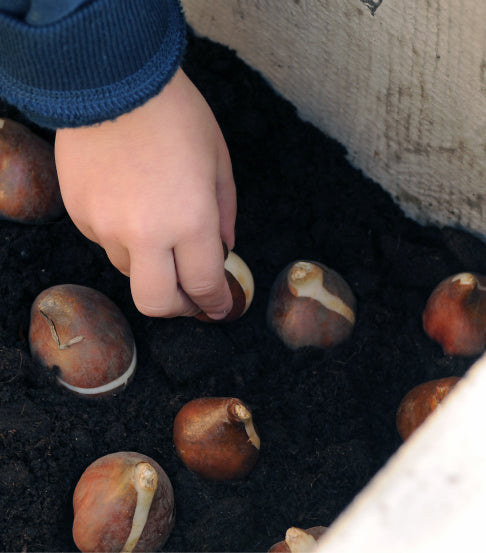 Blumenzwiebeln werden in Erde gepflanzt