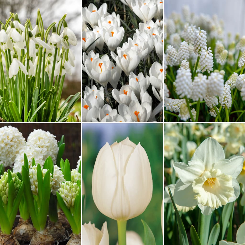 Blumenzwiebel-Lasagne 'Pure White Silk'