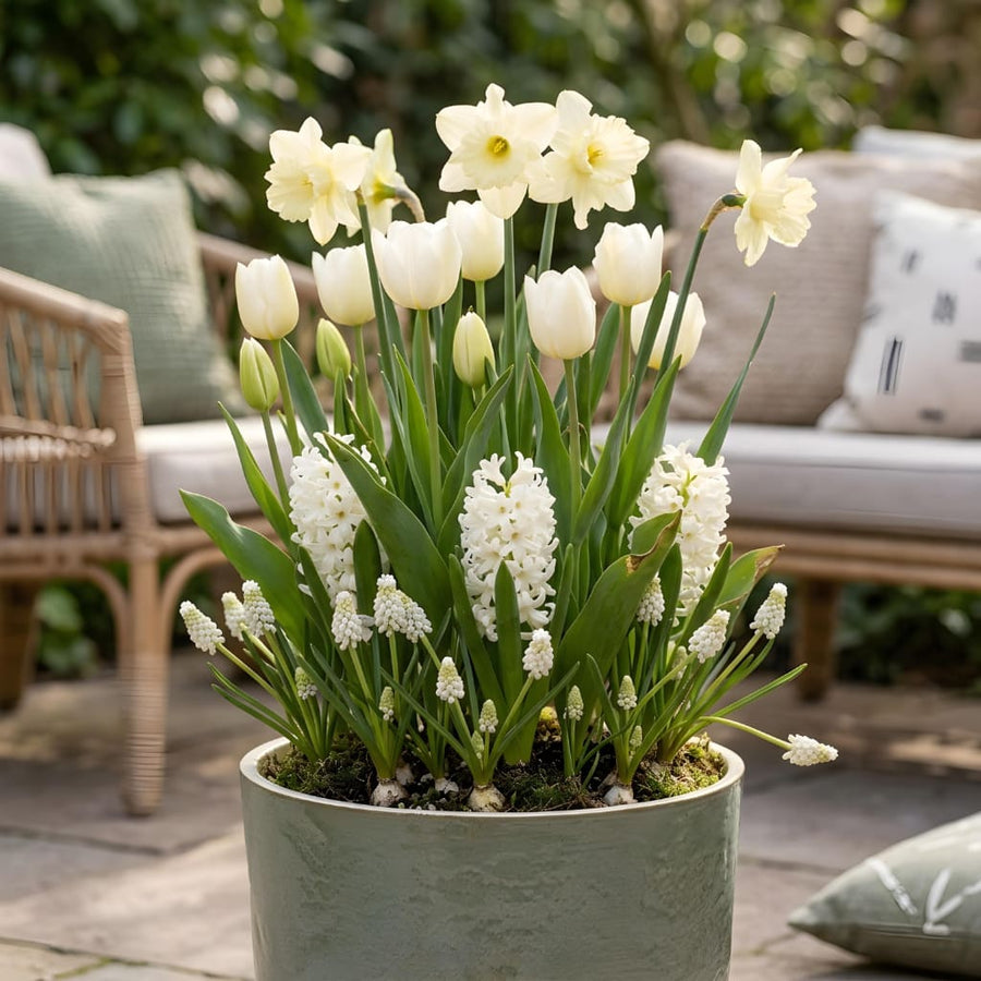 Blumenzwiebel-Lasagne 'Pure White Silk'