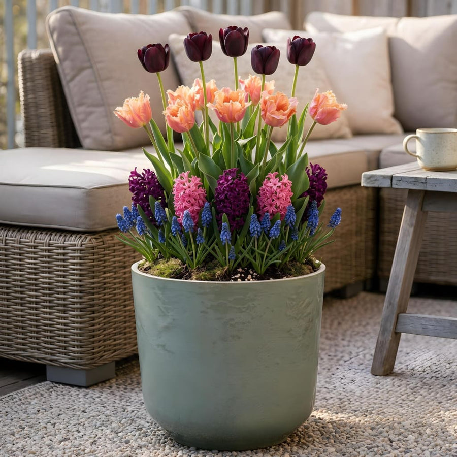 Blumenzwiebel-Lasagne 'Purple Sunset'
