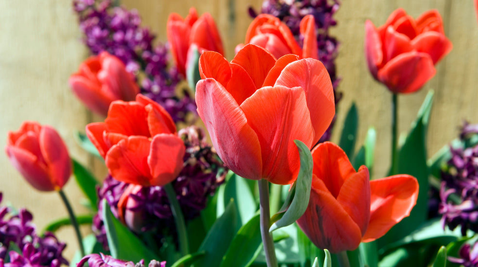 Rote Tulpen und violette Blumen im Garten