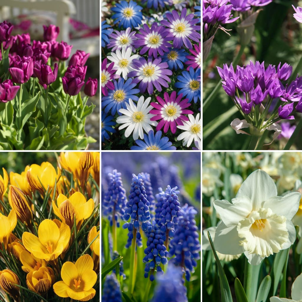 Blumenzwiebel-Lasagne 'Spring Abundance'