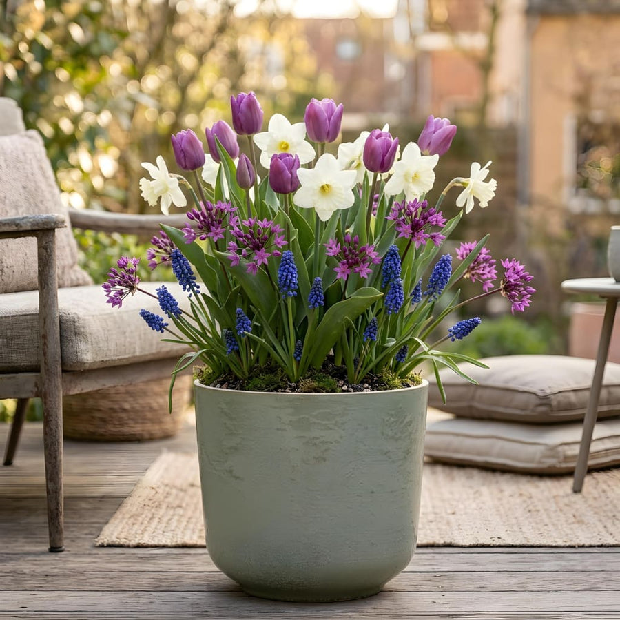 Blumenzwiebel-Lasagne 'Spring Abundance'