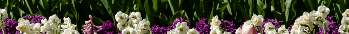 Blumenzwiebel-Lasagnen