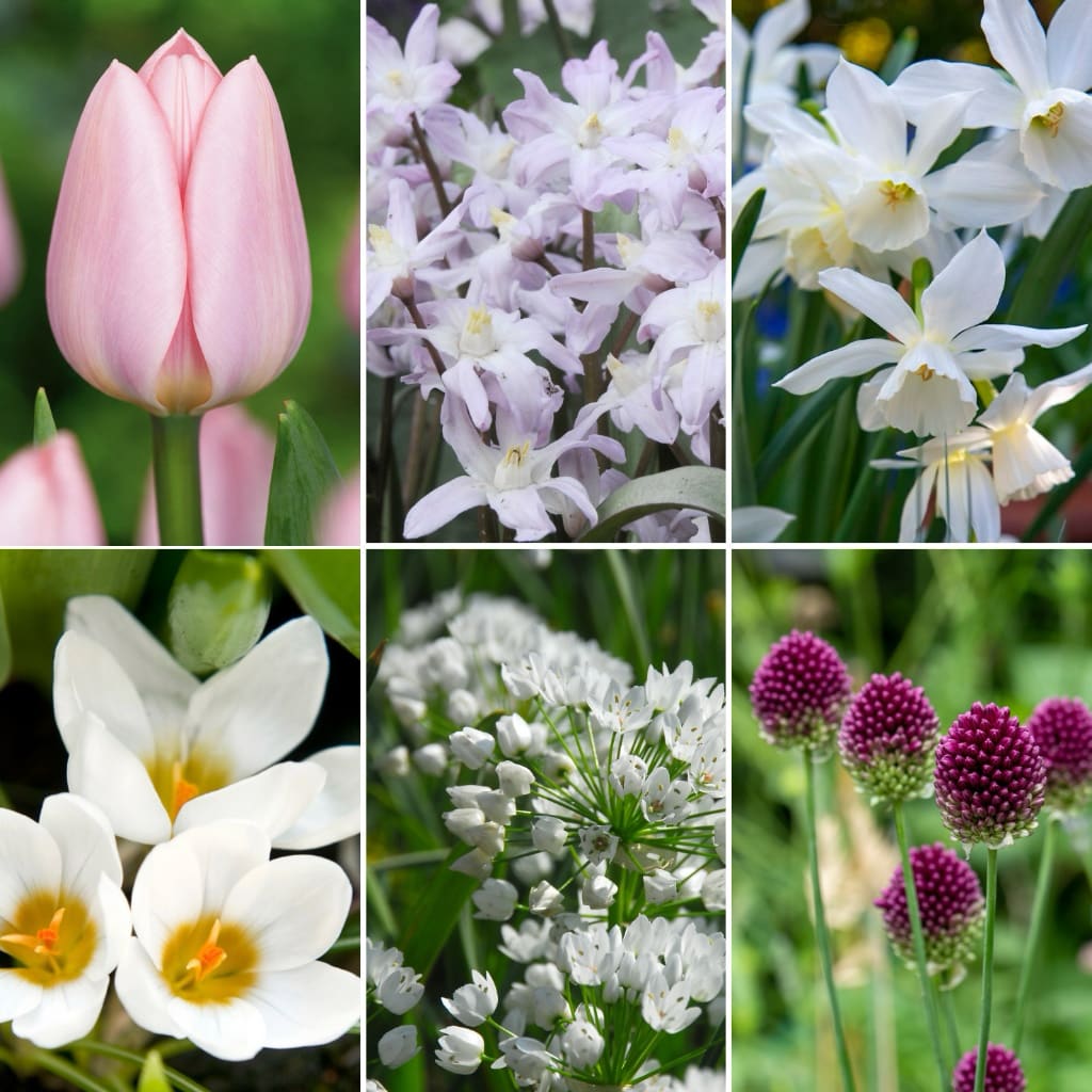 Blumenzwiebel-Mix 'Blush Pink Garden'