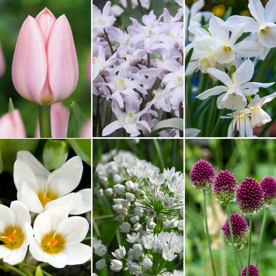 Blumenzwiebel-Mix 'Blush Pink Garden'