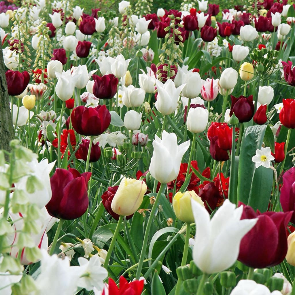 Blumenzwiebel-Mix 'Daring Display'