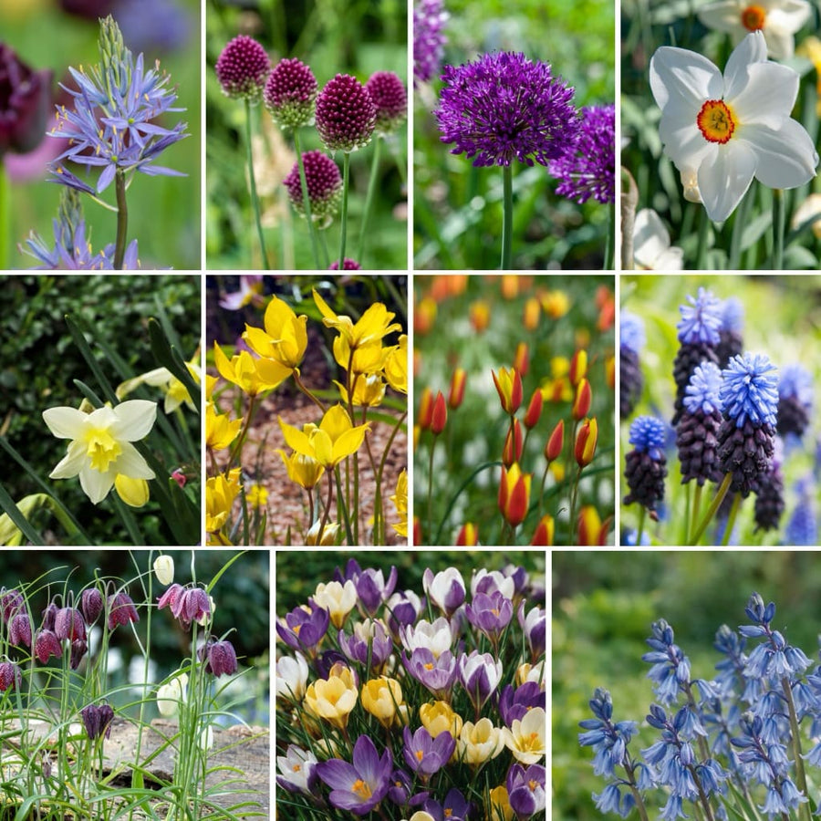 Blumenzwiebel-Mix Dauerblüher (240 Tage Blüte)
