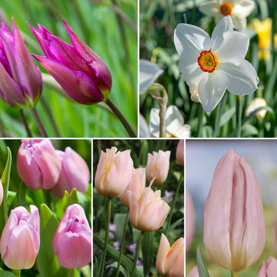Blumenzwiebel-Mix 'Dreamy Garden'
