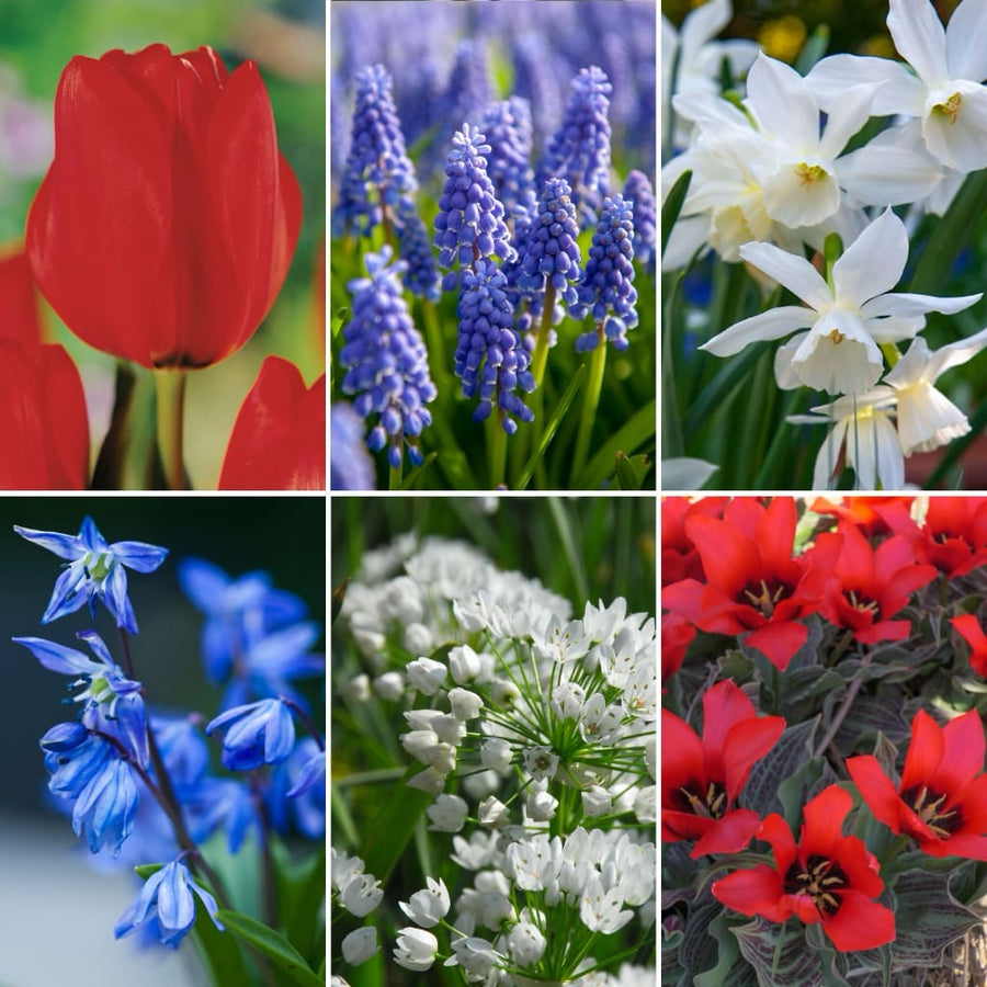 Blumenzwiebel-Mix 'Dutch Heritage Collection'