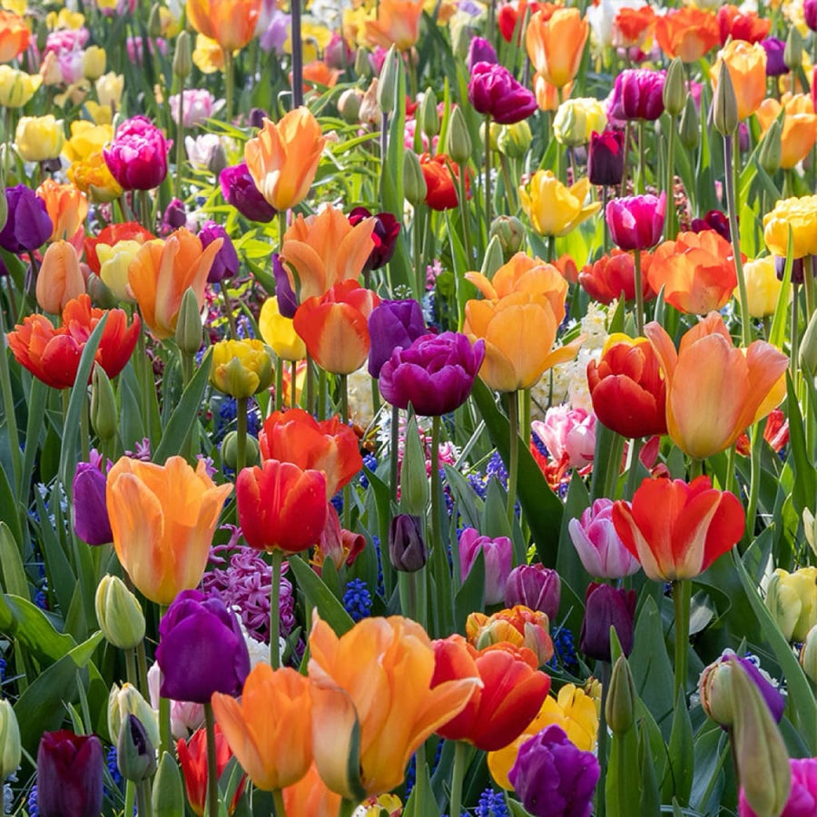 Blumenzwiebel-Mix 'Festival of Colors'