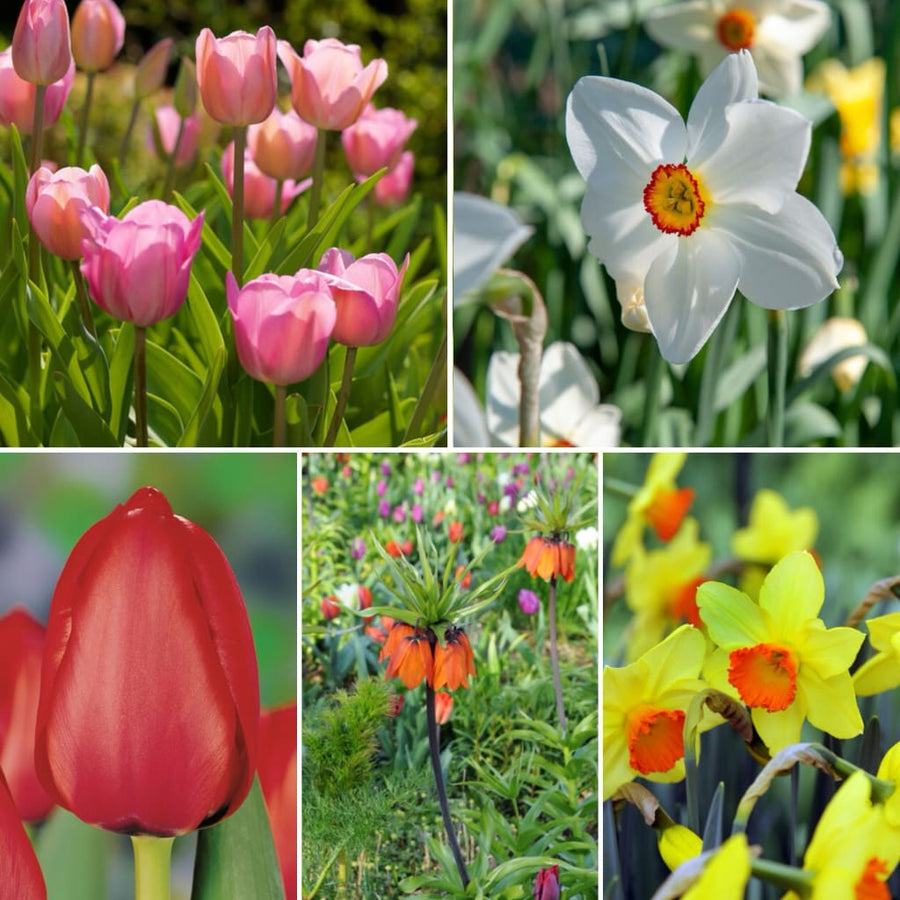Blumenzwiebel-Mix 'Flowery Garden'