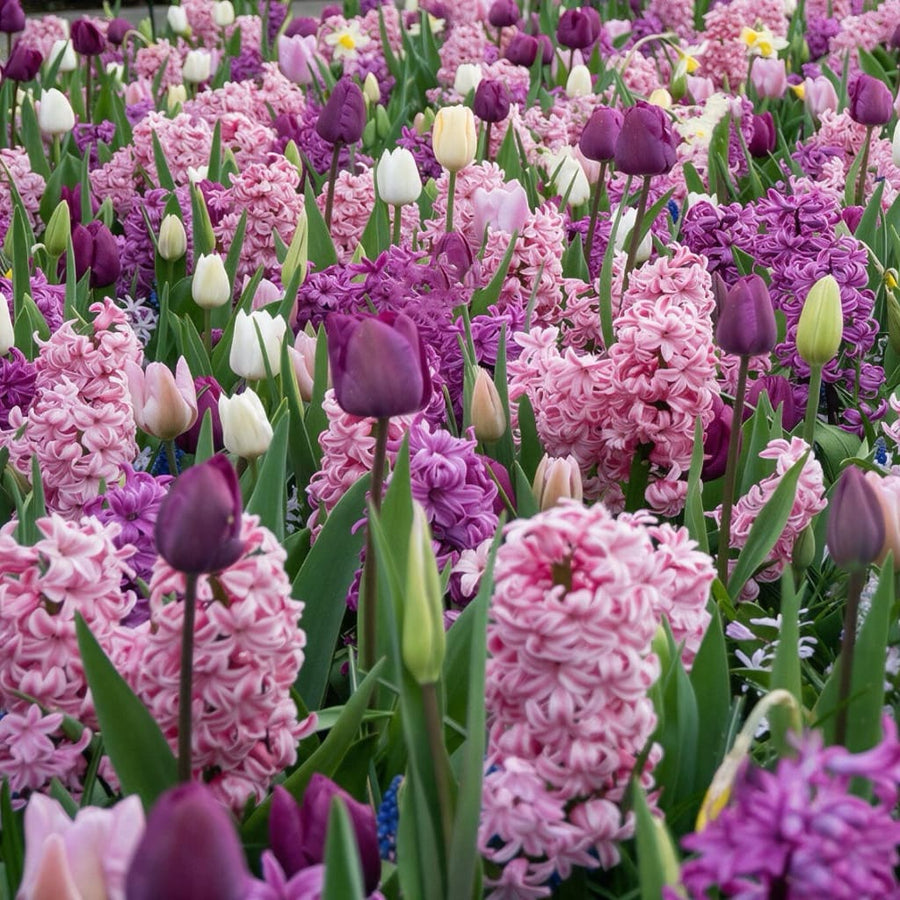 Blumenzwiebel-Mix 'Fragrant Surprise'