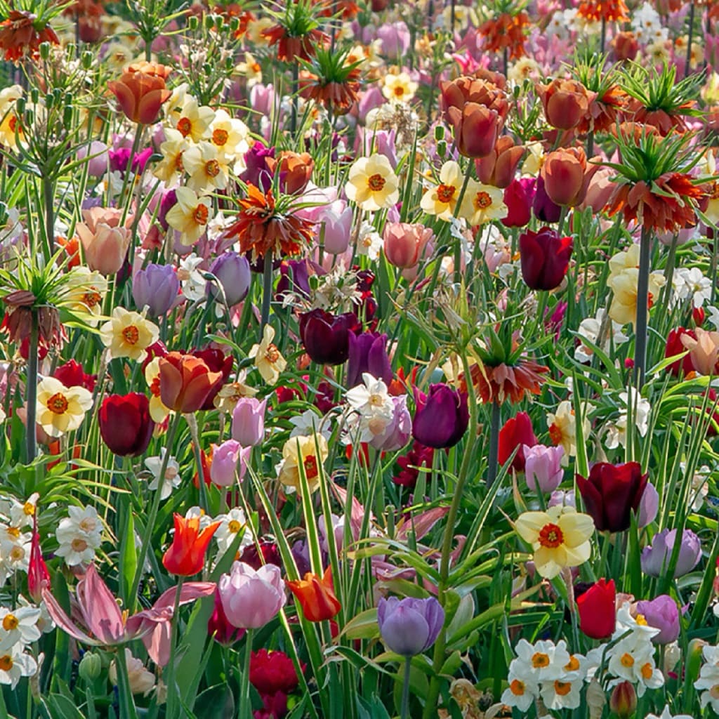 Blumenzwiebel-Mix 'Hot & Cold'