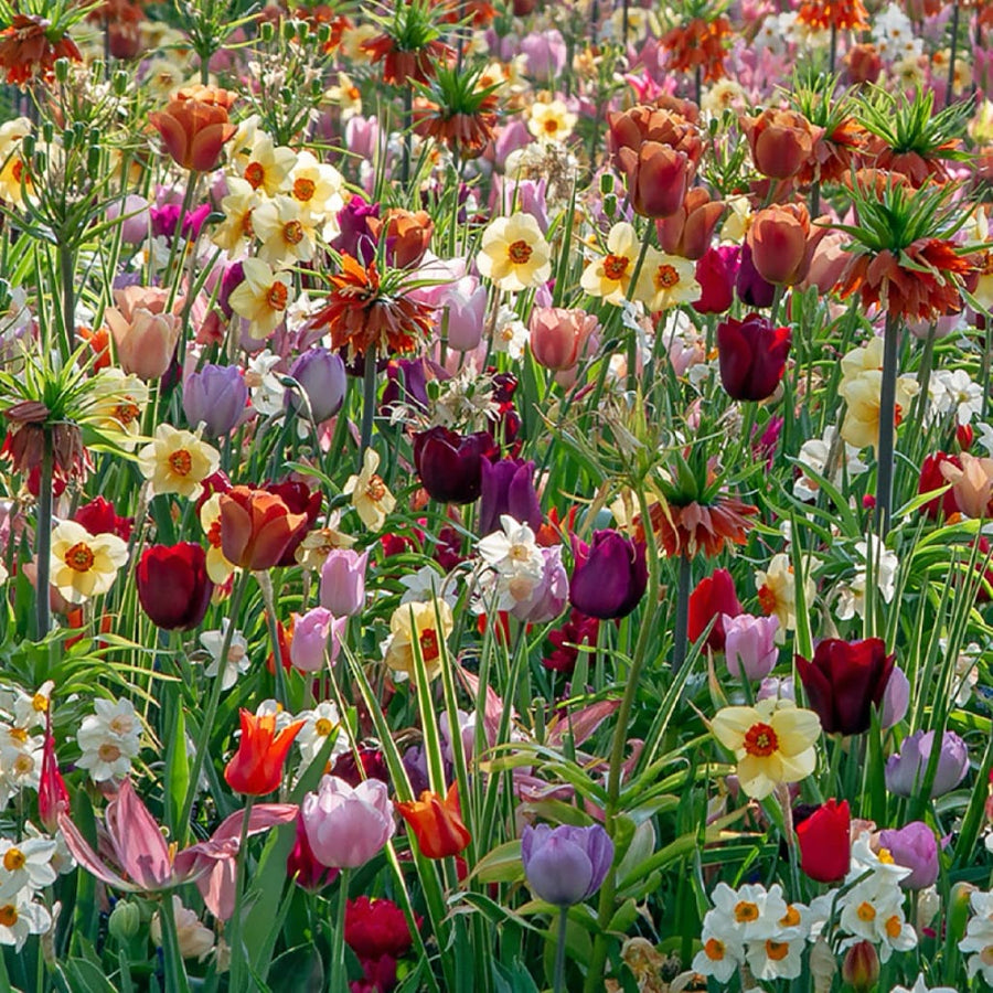 Blumenzwiebel-Mix 'Hot & Cold'