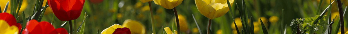 Blumenzwiebel-Mix & Sets