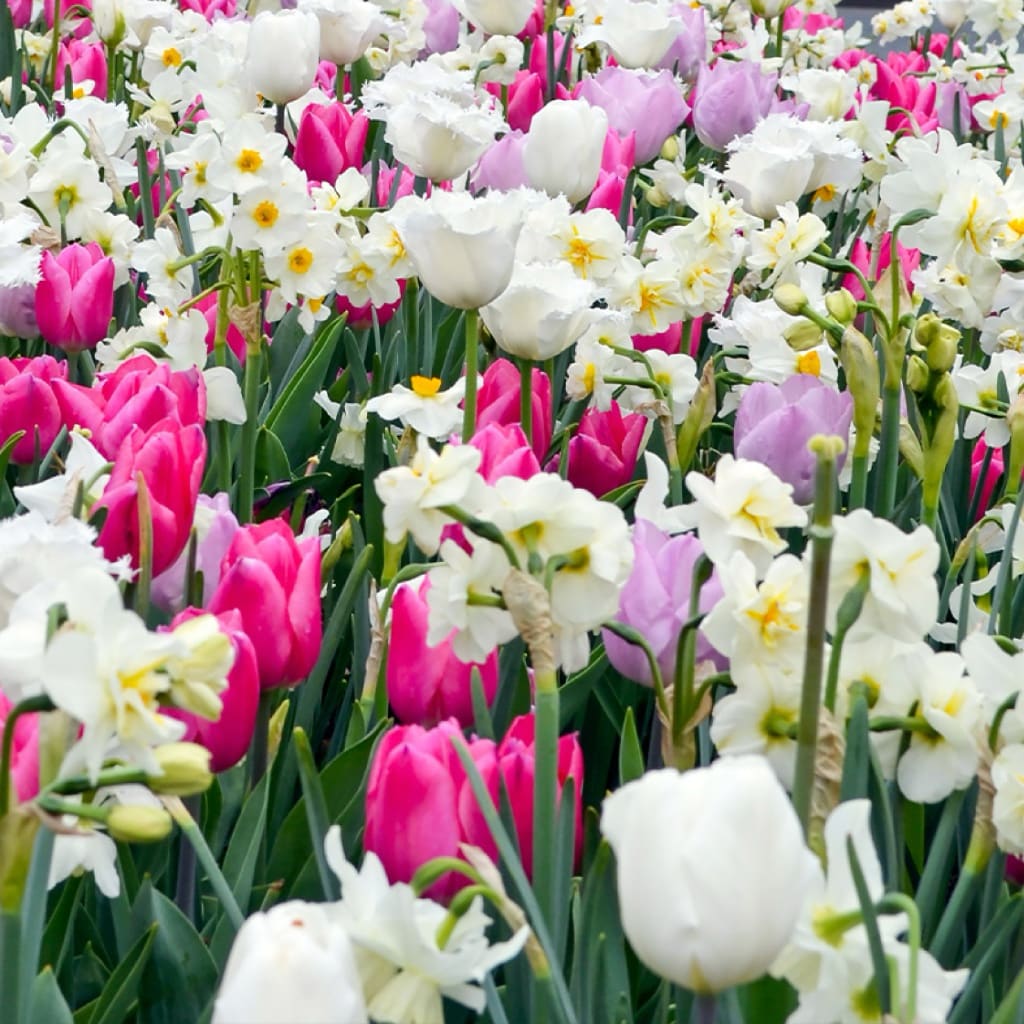 Blumenzwiebel-Mix 'Massive Spring'