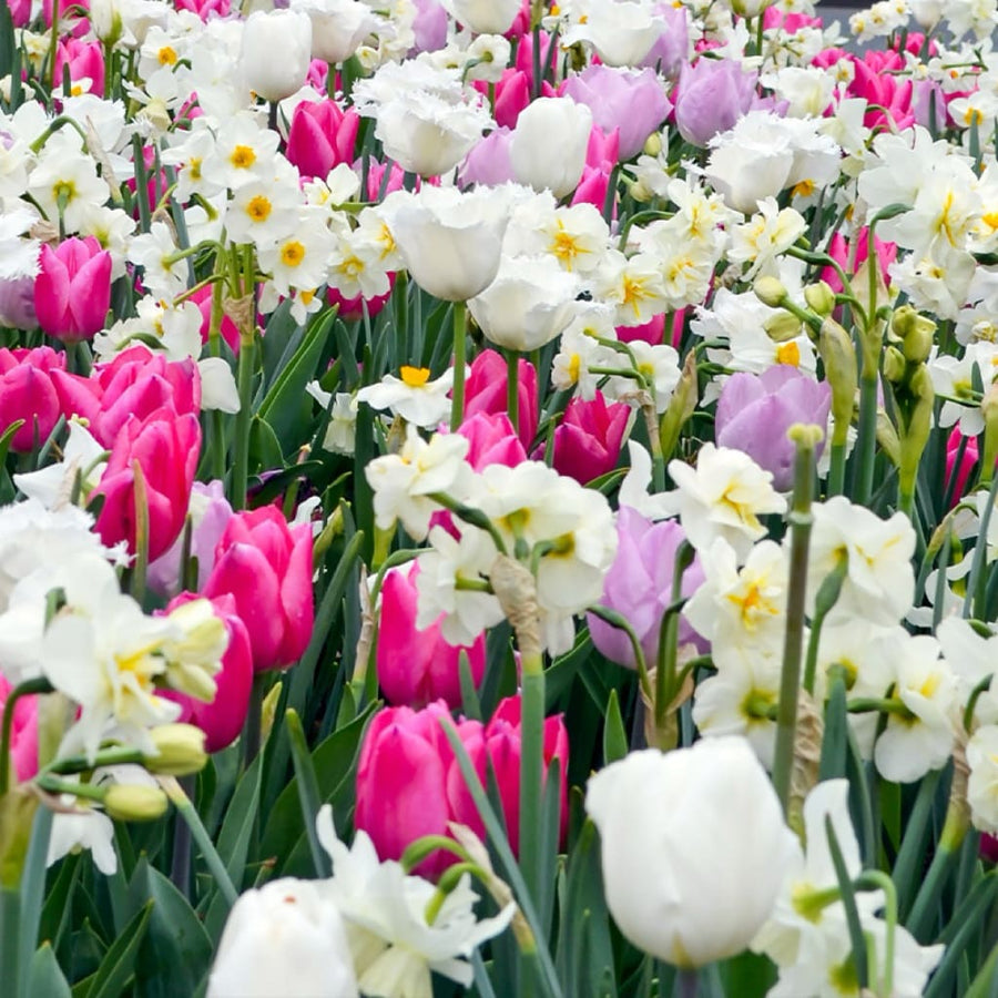 Blumenzwiebel-Mix 'Massive Spring'