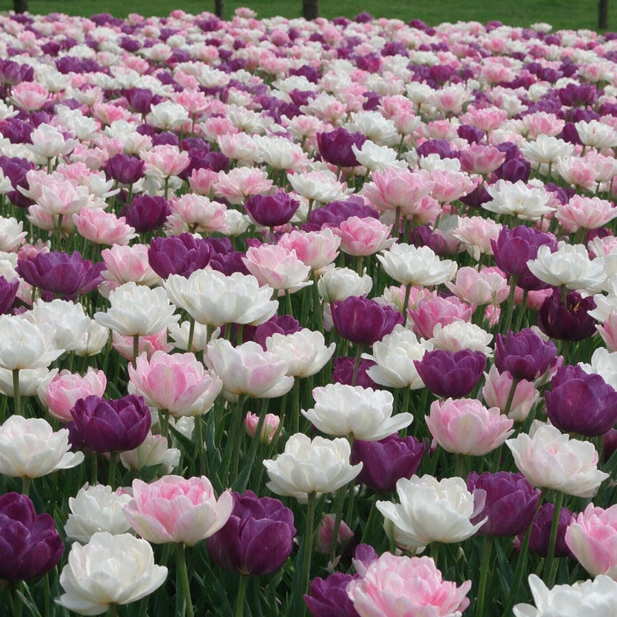 Blumenzwiebel-Mix 'Peaceful Pastels'