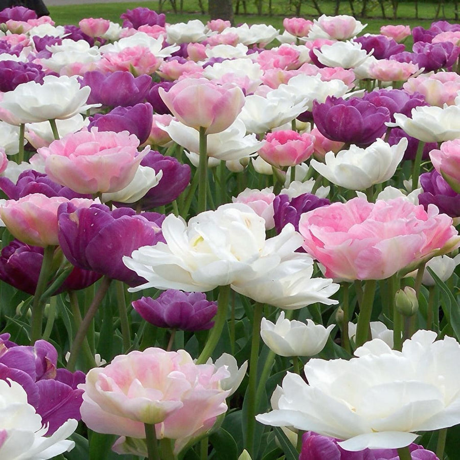 Blumenzwiebel-Mix 'Peaceful Pastels'