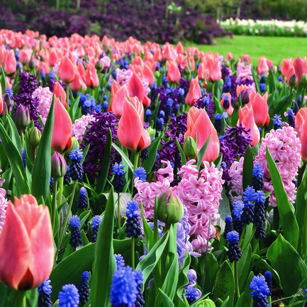 Blumenzwiebel-Mix 'Pleasant Dreams'
